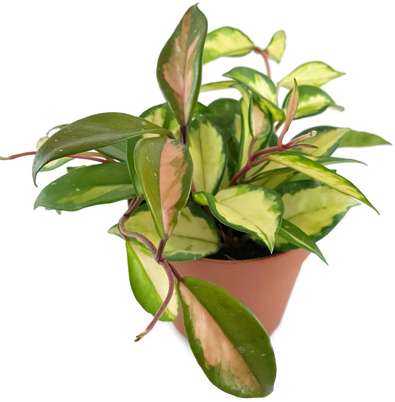 Hoya carnosa "tricolor" - Porzellanblume