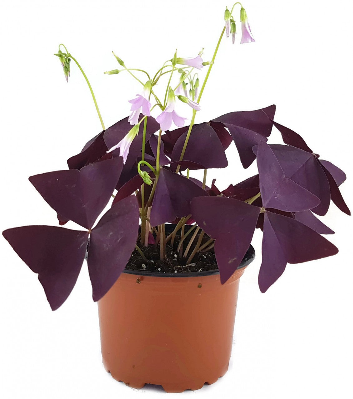 Oxalis triangularis "Mijke" - essbarer Purpur Klee