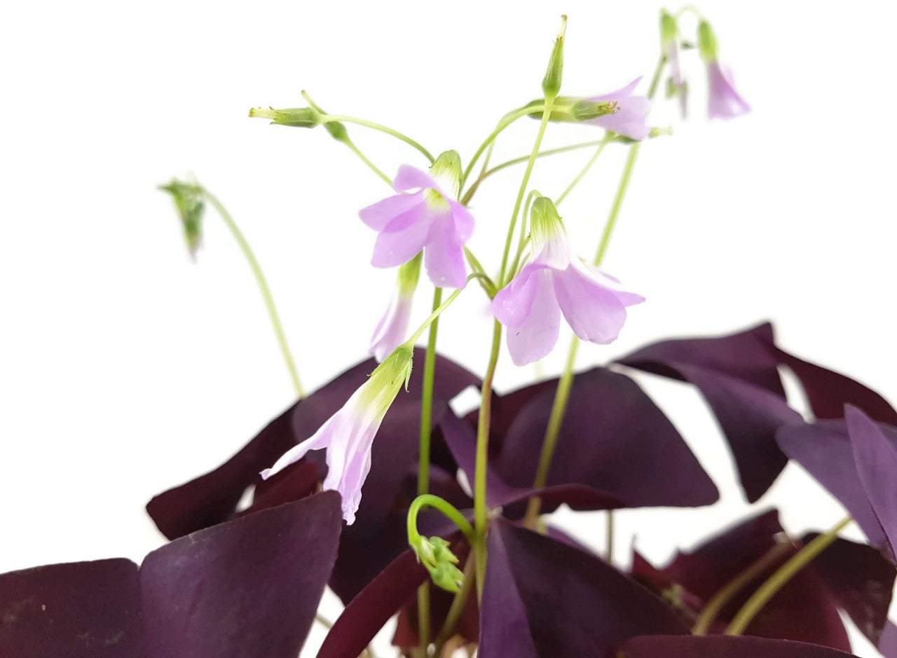 Oxalis triangularis "Mijke" - essbarer Purpur Klee
