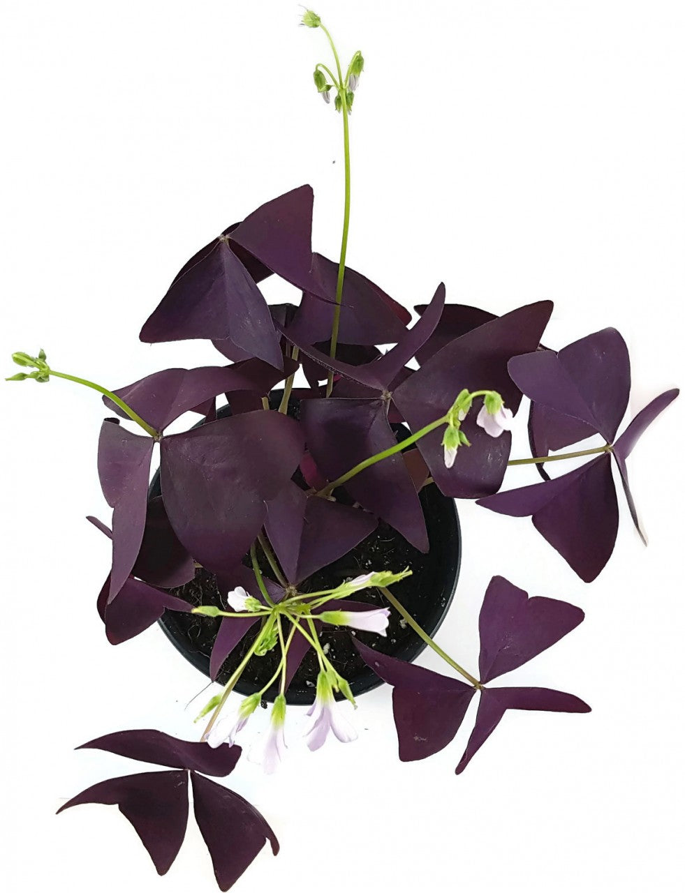 Oxalis triangularis "Mijke" - essbarer Purpur Klee