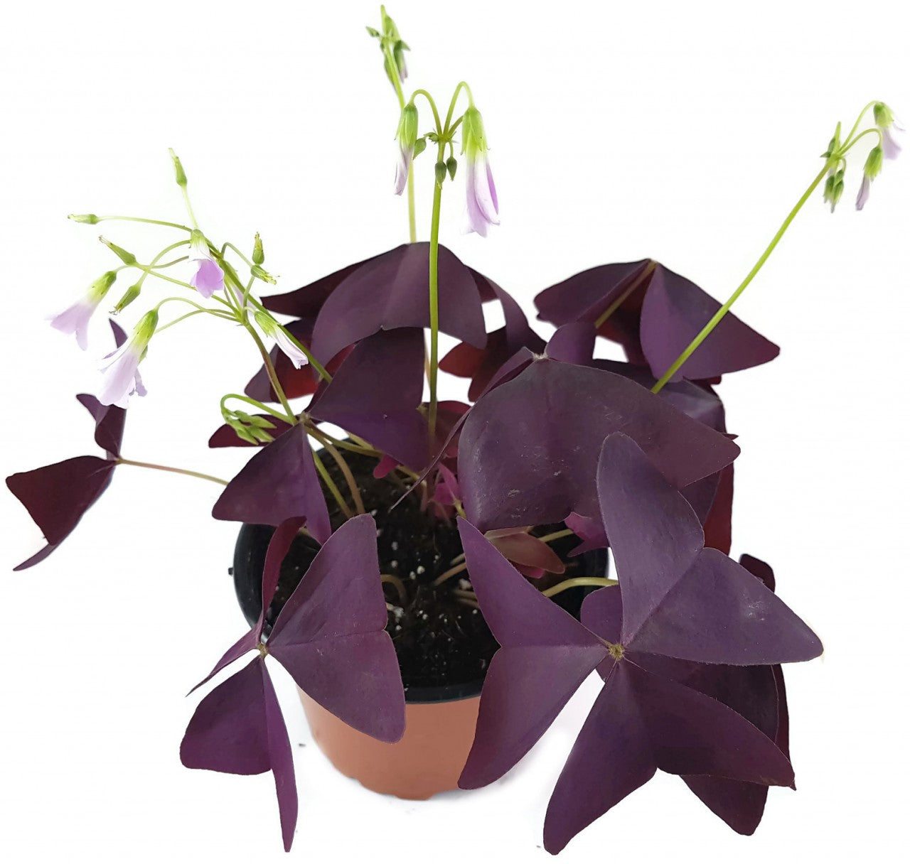 Oxalis triangularis "Mijke" - essbarer Purpur Klee