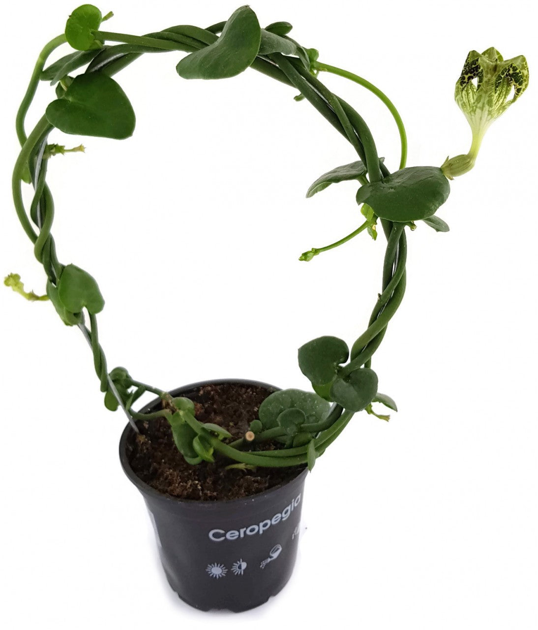 Ceropegia sandersonii Hybride "DARK" - Leuchterblume