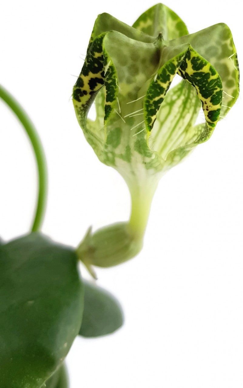 Ceropegia sandersonii Hybride "DARK" - Leuchterblume