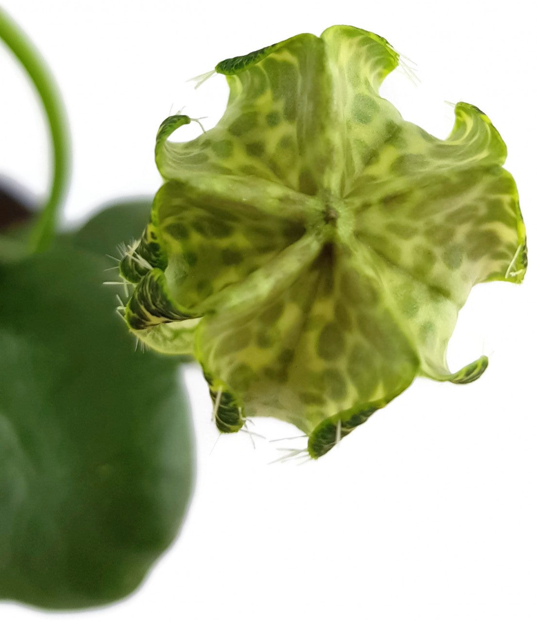 Ceropegia sandersonii Hybride "DARK" - Leuchterblume