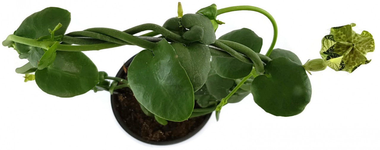 Ceropegia sandersonii Hybride "DARK" - Leuchterblume