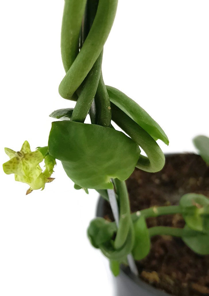 Ceropegia sandersonii Hybride "DARK" - Leuchterblume