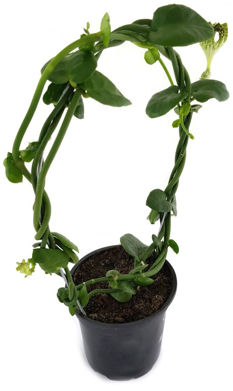 Ceropegia sandersonii Hybride "DARK" - Leuchterblume