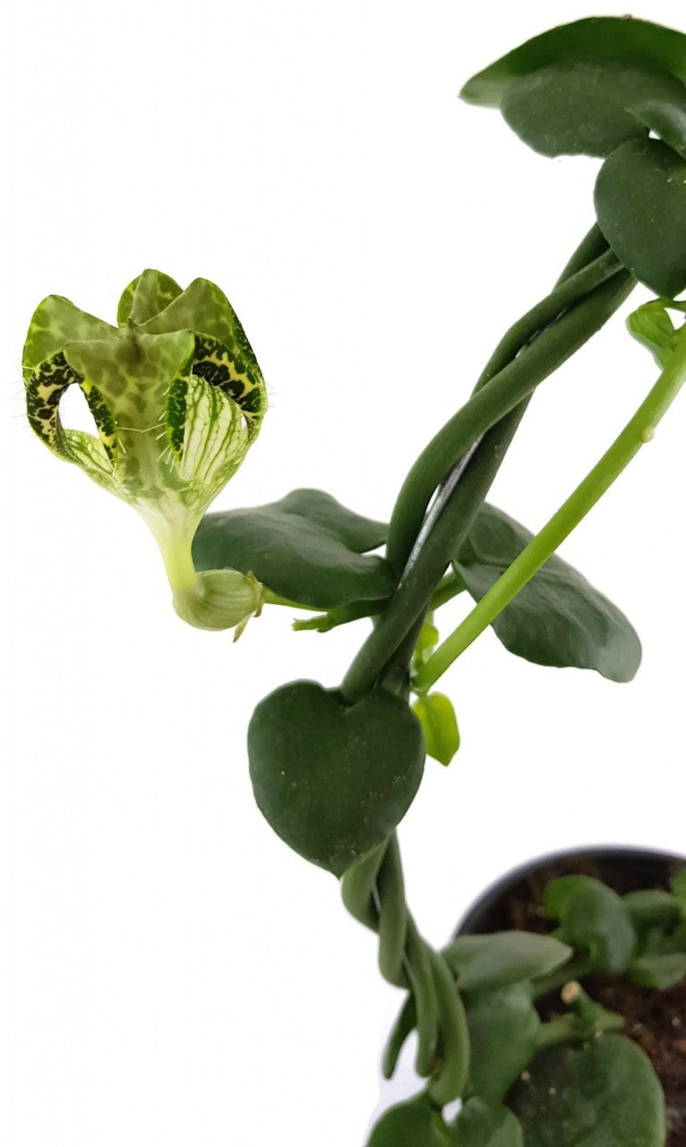 Ceropegia sandersonii Hybride "DARK" - Leuchterblume