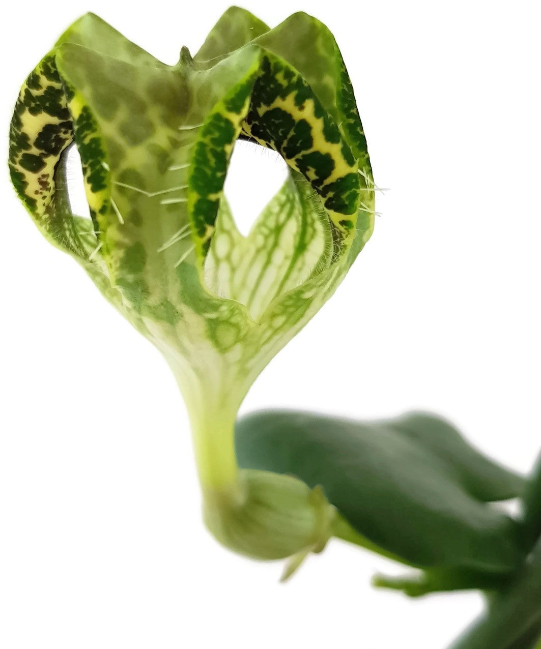 Ceropegia sandersonii Hybride "DARK" - Leuchterblume