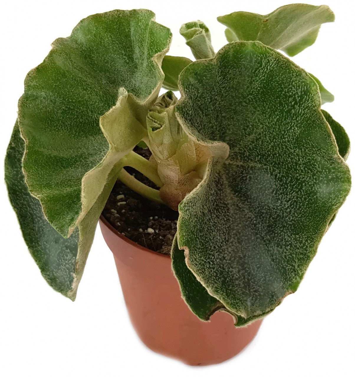 Begonia venosa - Blattbegonie