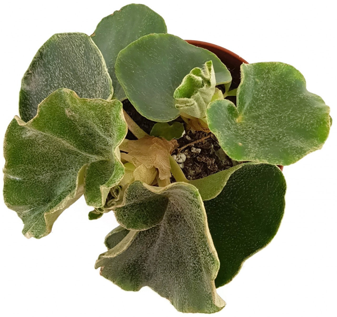 Begonia venosa - Blattbegonie