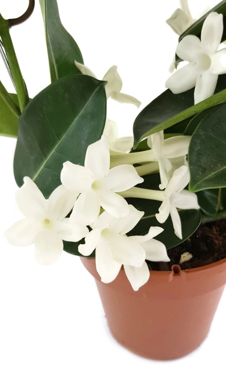 Stephanotis floribunda - Kranzschlinge