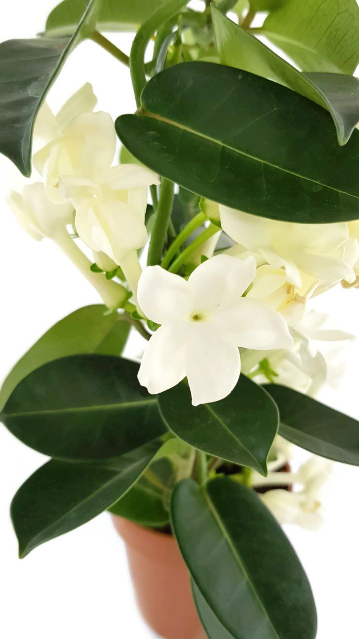 Stephanotis floribunda - Kranzschlinge