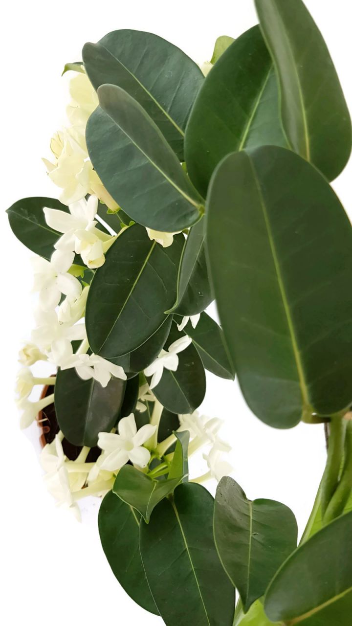 Stephanotis floribunda - Kranzschlinge