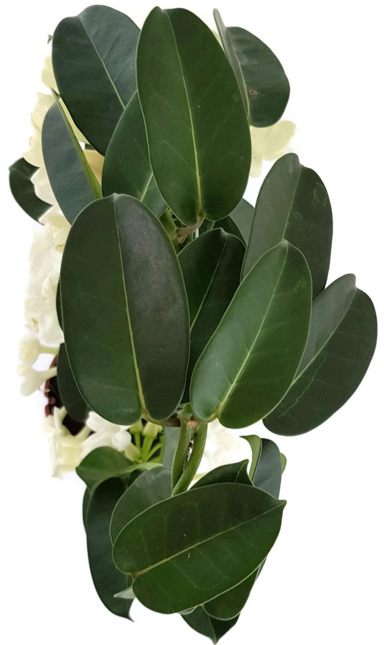 Stephanotis floribunda - Kranzschlinge