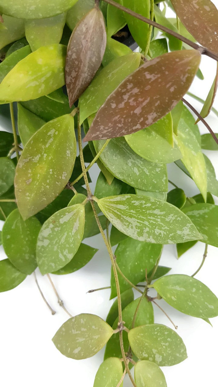 Hoya lacunosa - Porzellanblume
