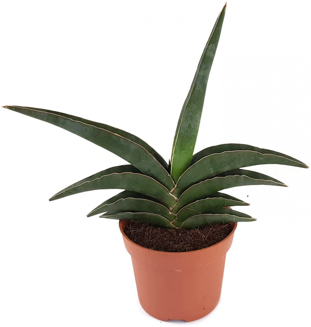 Sansevieria robusta - spitzer Bogenhanf