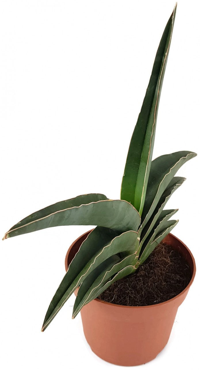 Sansevieria robusta - spitzer Bogenhanf