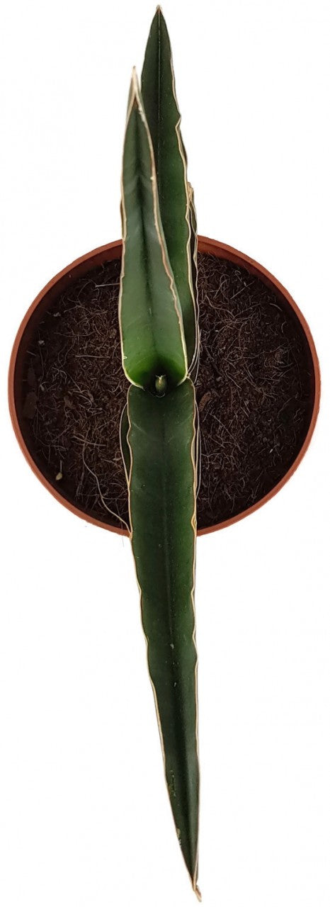 Sansevieria robusta - spitzer Bogenhanf