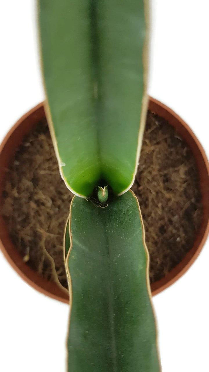 Sansevieria robusta - spitzer Bogenhanf