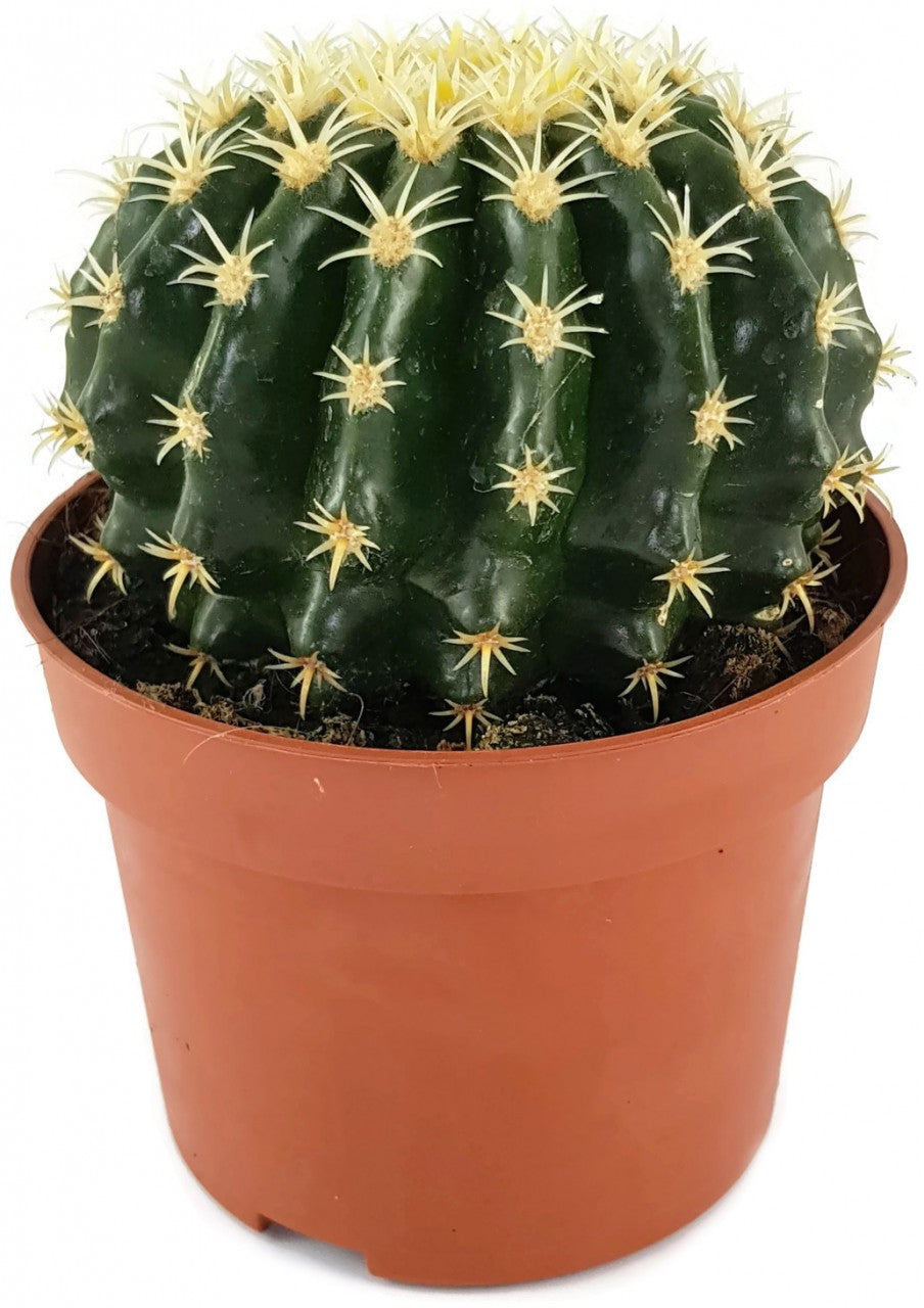 Echinocactus grusonii v. intermedius - kurzdorniger Kugelkaktus