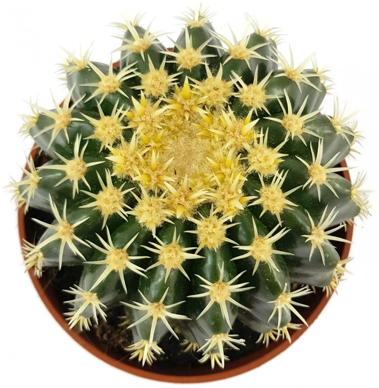 Echinocactus grusonii v. intermedius - kurzdorniger Kugelkaktus