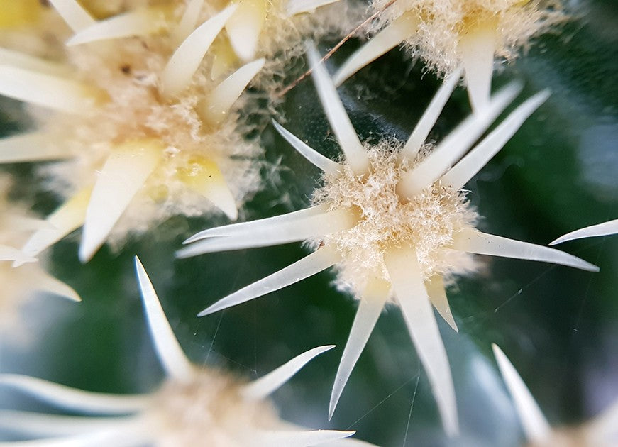 Echinocactus grusonii v. intermedius - kurzdorniger Kugelkaktus