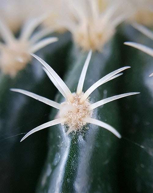 Echinocactus grusonii v. intermedius - kurzdorniger Kugelkaktus