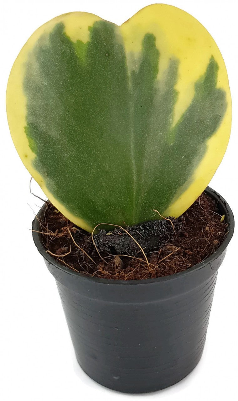 Hoya kerrii variegata - flammendes Herzblatt