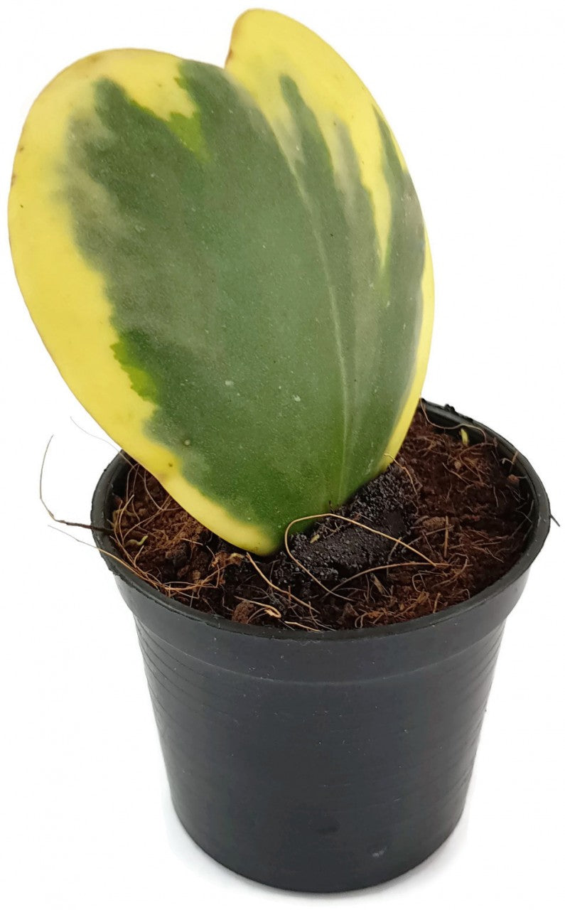 Hoya kerrii variegata - flammendes Herzblatt