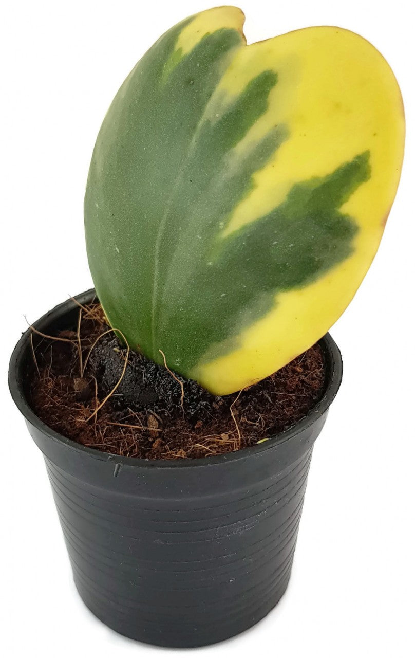 Hoya kerrii variegata - flammendes Herzblatt