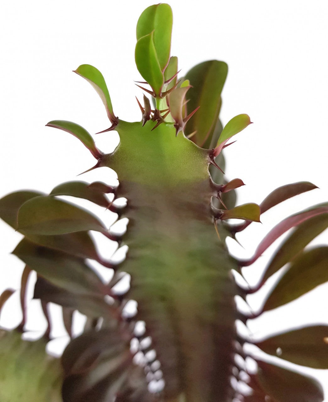 Euphorbia trigona f. rubra - Sukkulente