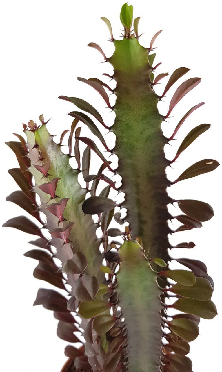 Euphorbia trigona f. rubra - Sukkulente