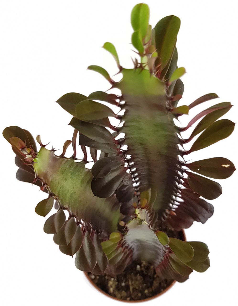 Euphorbia trigona f. rubra - Sukkulente
