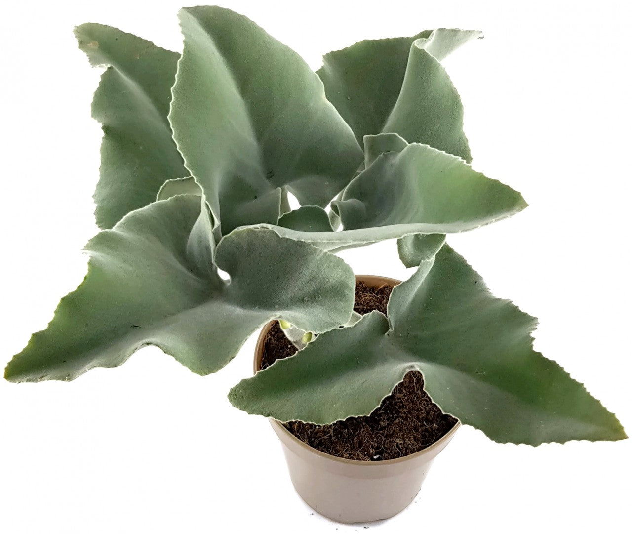 Kalanchoe beharensis - Klon 1