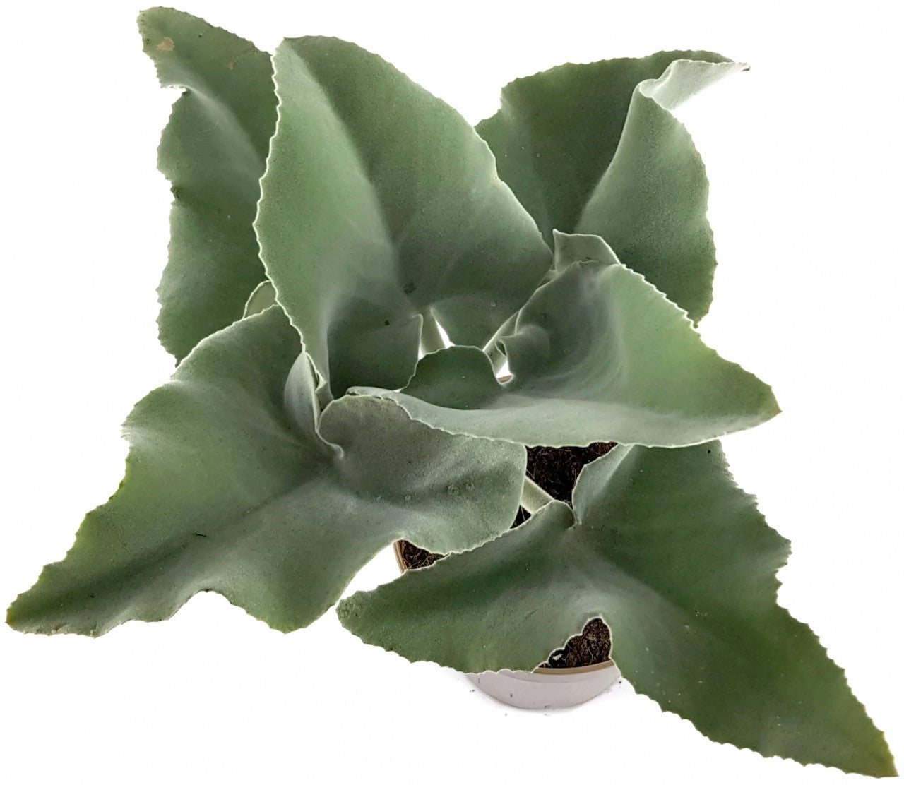 Kalanchoe beharensis - Klon 1