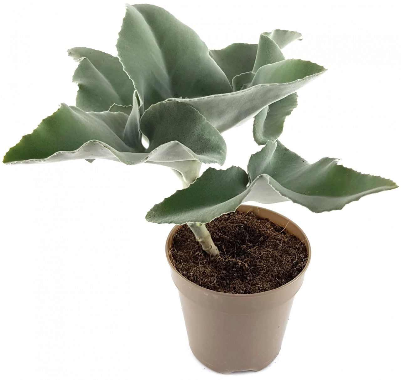 Kalanchoe beharensis - Klon 1