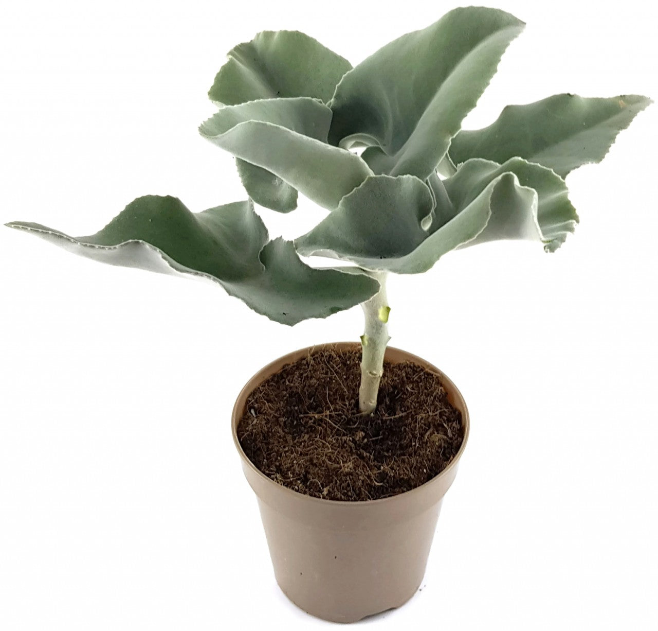 Kalanchoe beharensis - Klon 1