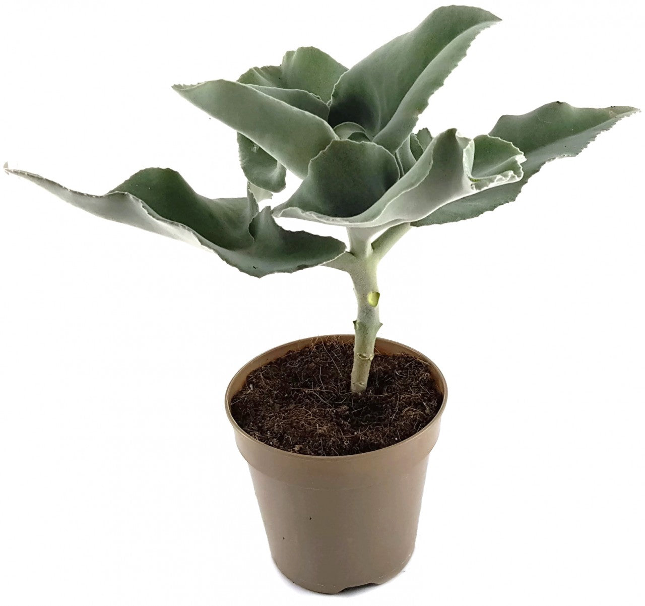 Kalanchoe beharensis - Klon 1