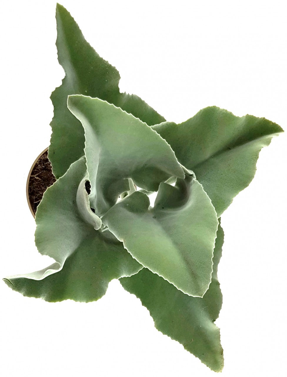 Kalanchoe beharensis - Klon 1