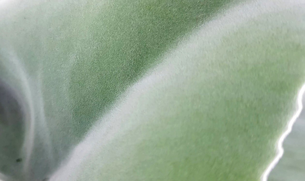 Kalanchoe beharensis - Klon 1