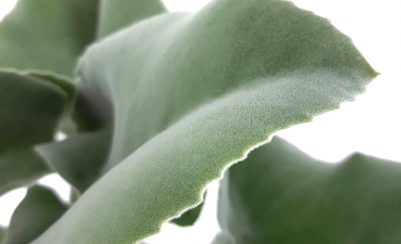 Kalanchoe beharensis - Klon 1