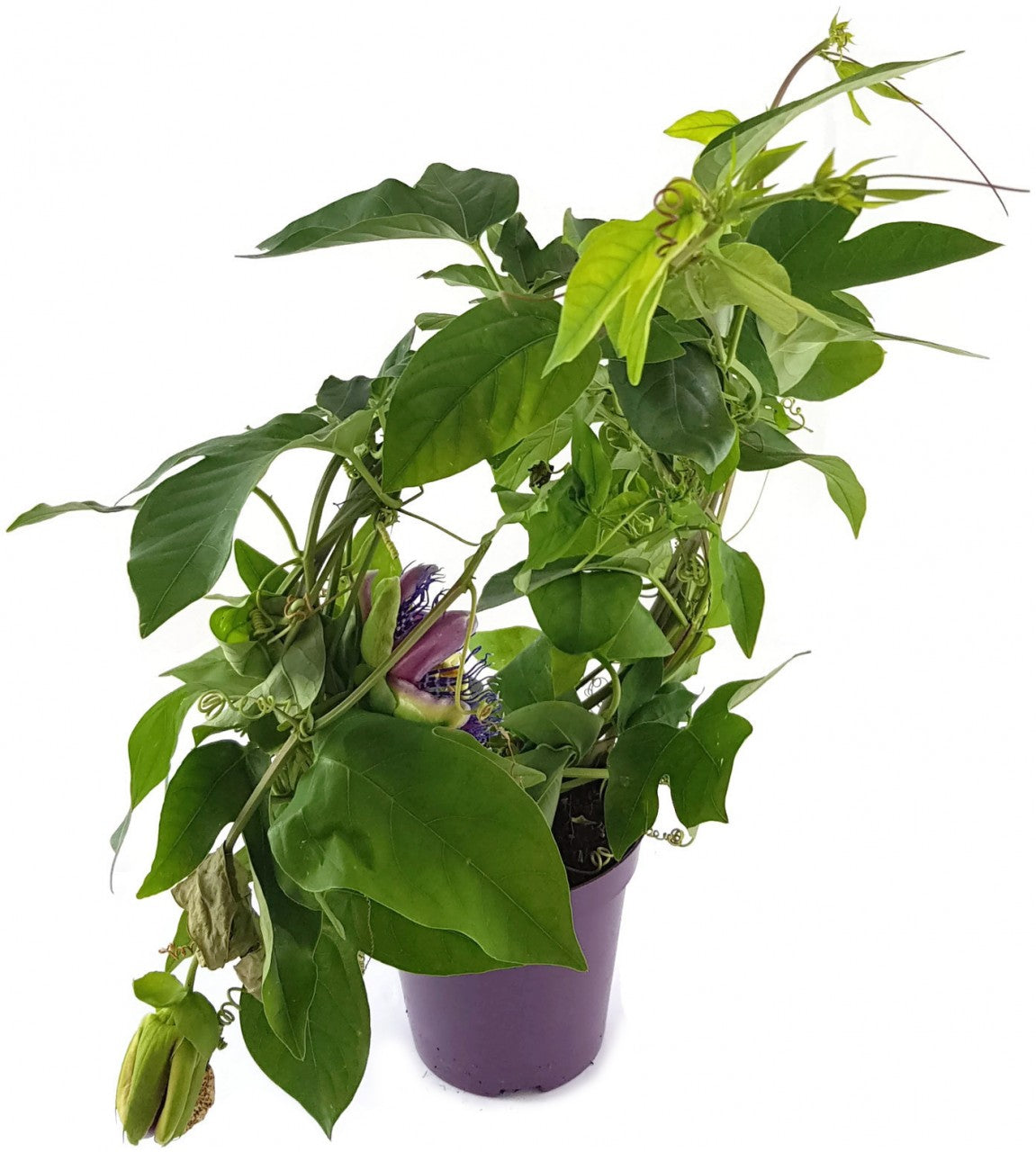 Passiflora "Marijke" - Passionsblume