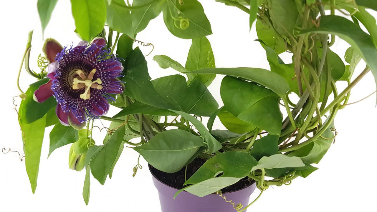 Passiflora "Marijke" - Passionsblume