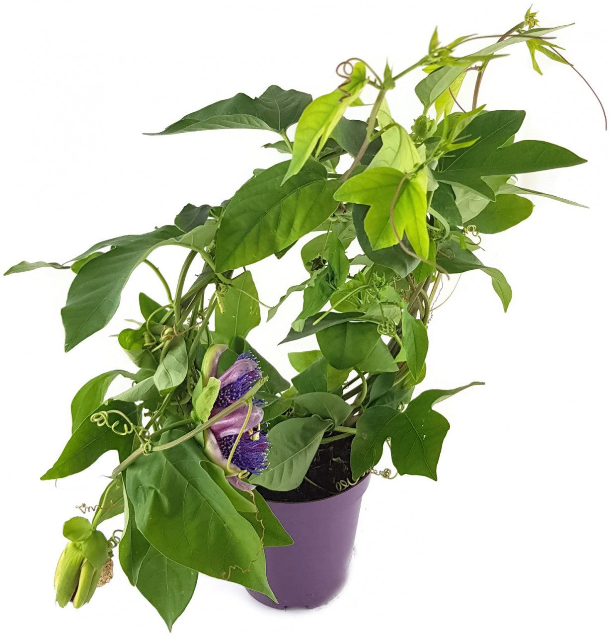 Passiflora "Marijke" - Passionsblume