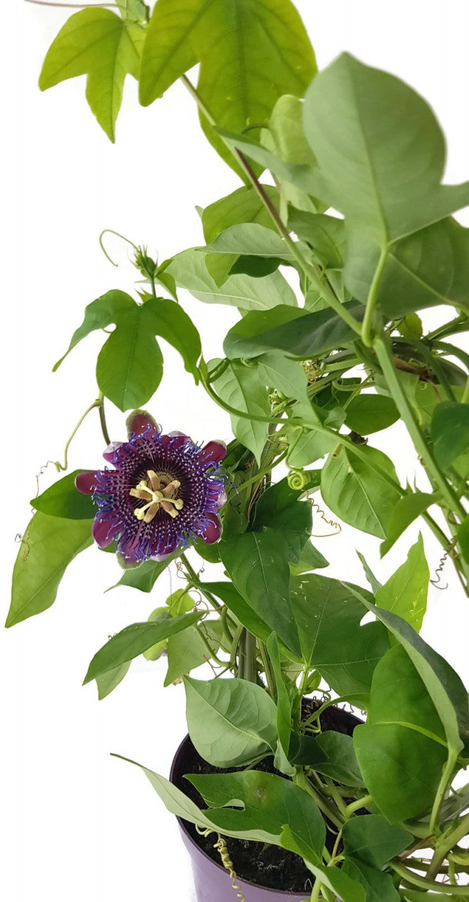 Passiflora "Marijke" - Passionsblume