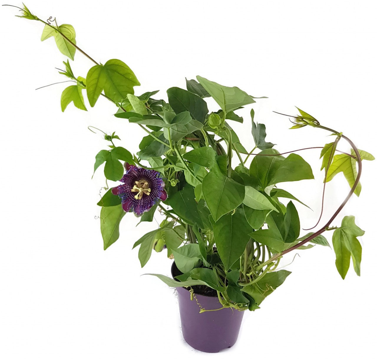 Passiflora "Marijke" - Passionsblume