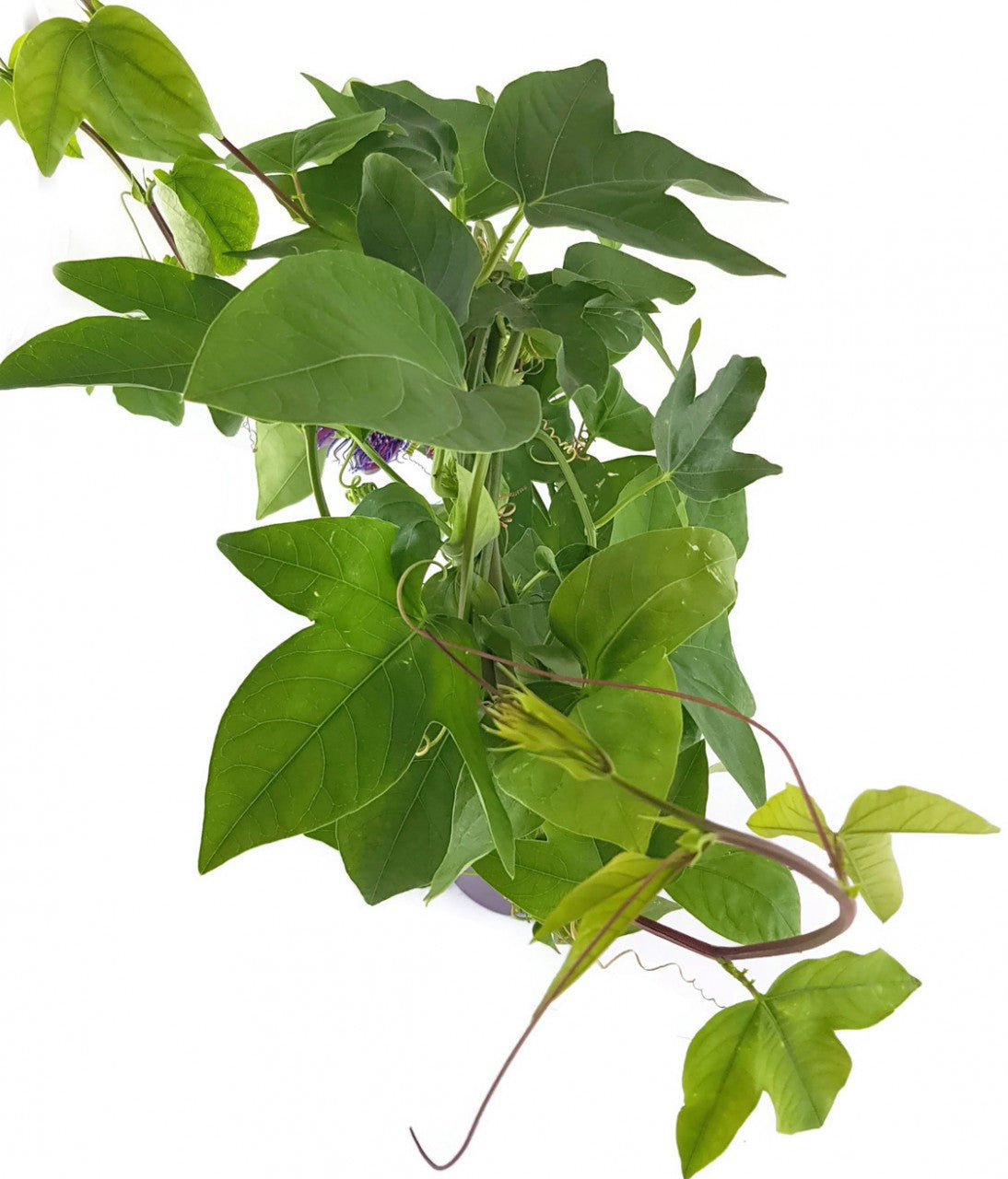 Passiflora "Marijke" - Passionsblume