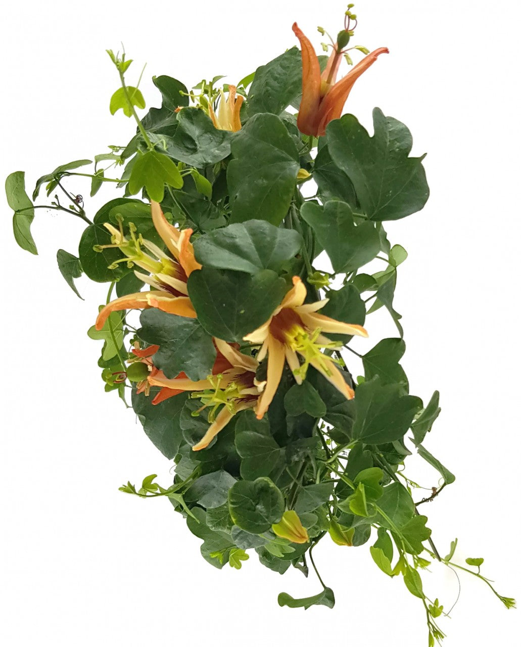 Passiflora aurantia - australische Passionsblume