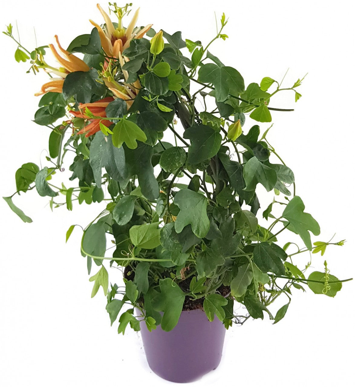 Passiflora aurantia - australische Passionsblume